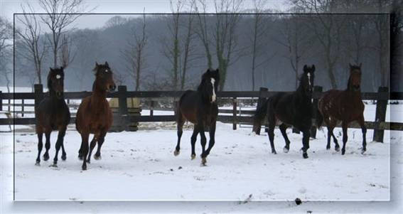 de Braak Stables